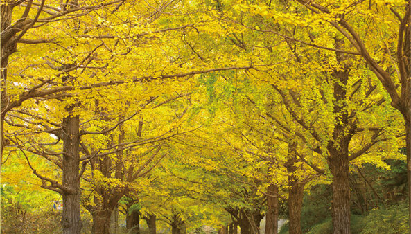 ひだまり便り 20周年記念号