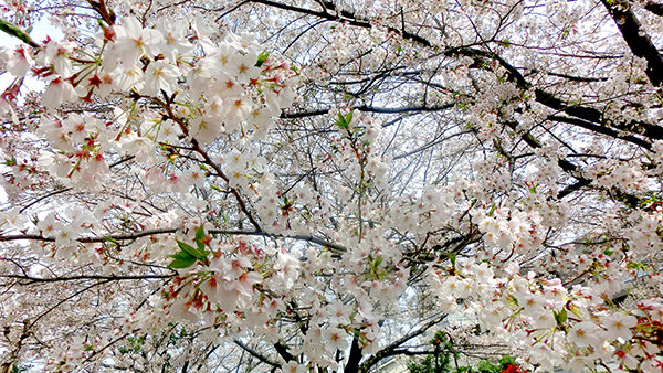 ご利用状況のお知らせ（コロナウイルス対策）